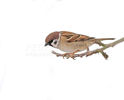 Buy stock photo Beautiful brown garden sparrow with uniform background