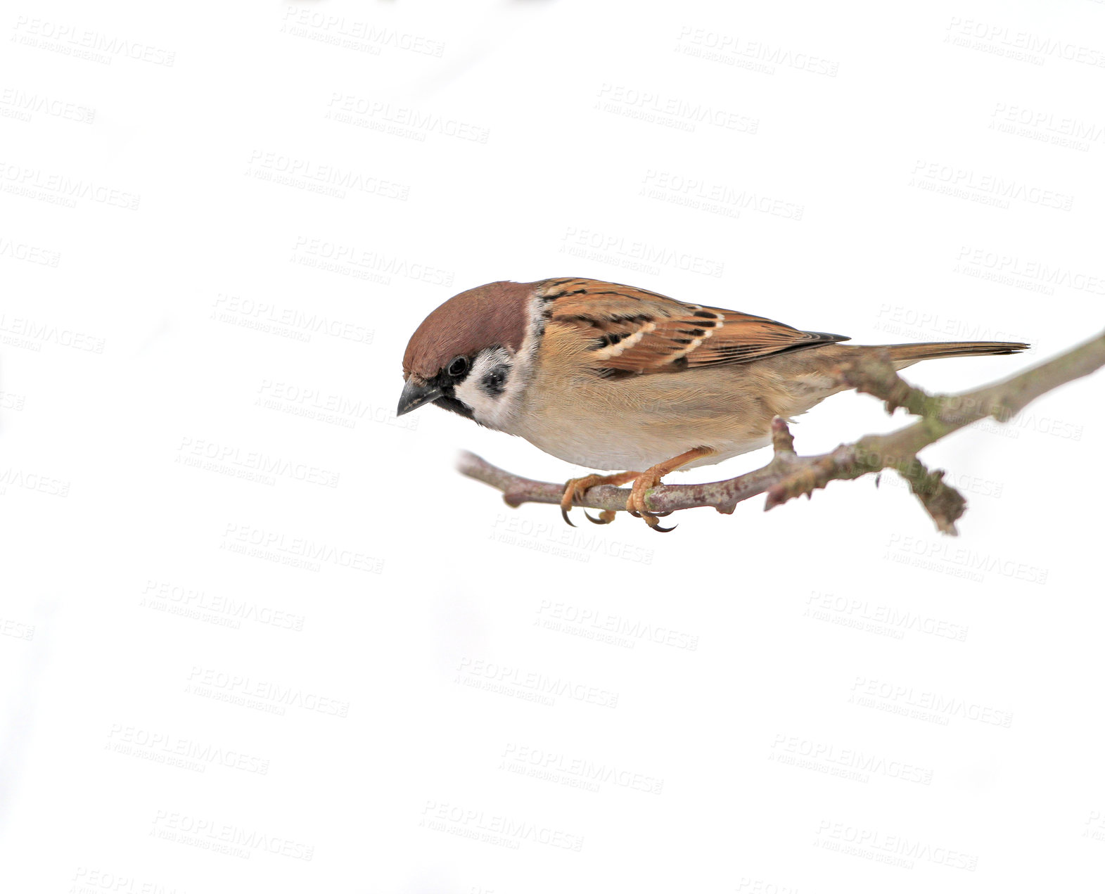 Buy stock photo Beautiful brown garden sparrow with uniform background