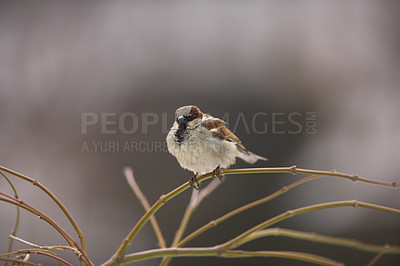 Buy stock photo A telephoto of a beautiful sparrow in my garden