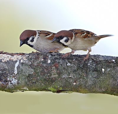 Buy stock photo A telephoto of a beautiful sparrow in my garden