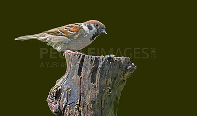 Buy stock photo A telephoto of a beautiful sparrow in my garden