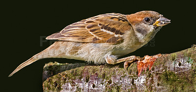 Buy stock photo A telephoto of a beautiful sparrow in my garden