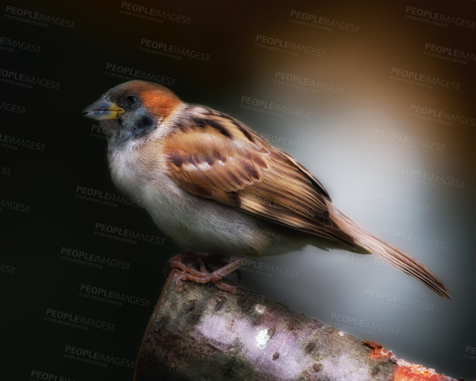 Buy stock photo A telephoto of a beautiful sparrow in my garden