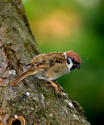 Buy stock photo A telephoto of a beautiful sparrow in my garden