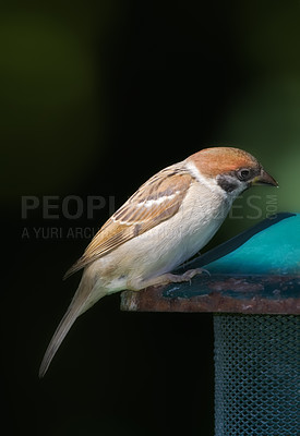 Buy stock photo A telephoto of a beautiful sparrow in my garden