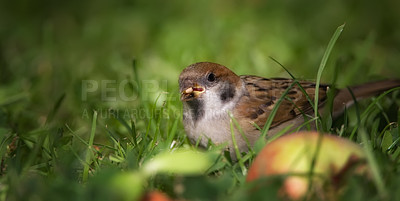 Buy stock photo A telephoto of a beautiful sparrow in my garden