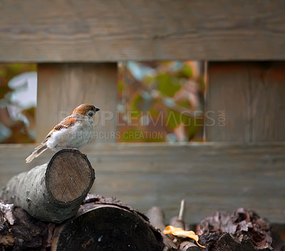 Buy stock photo A telephoto of a beautiful sparrow in my garden