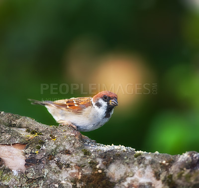 Buy stock photo A telephoto of a beautiful sparrow in my garden