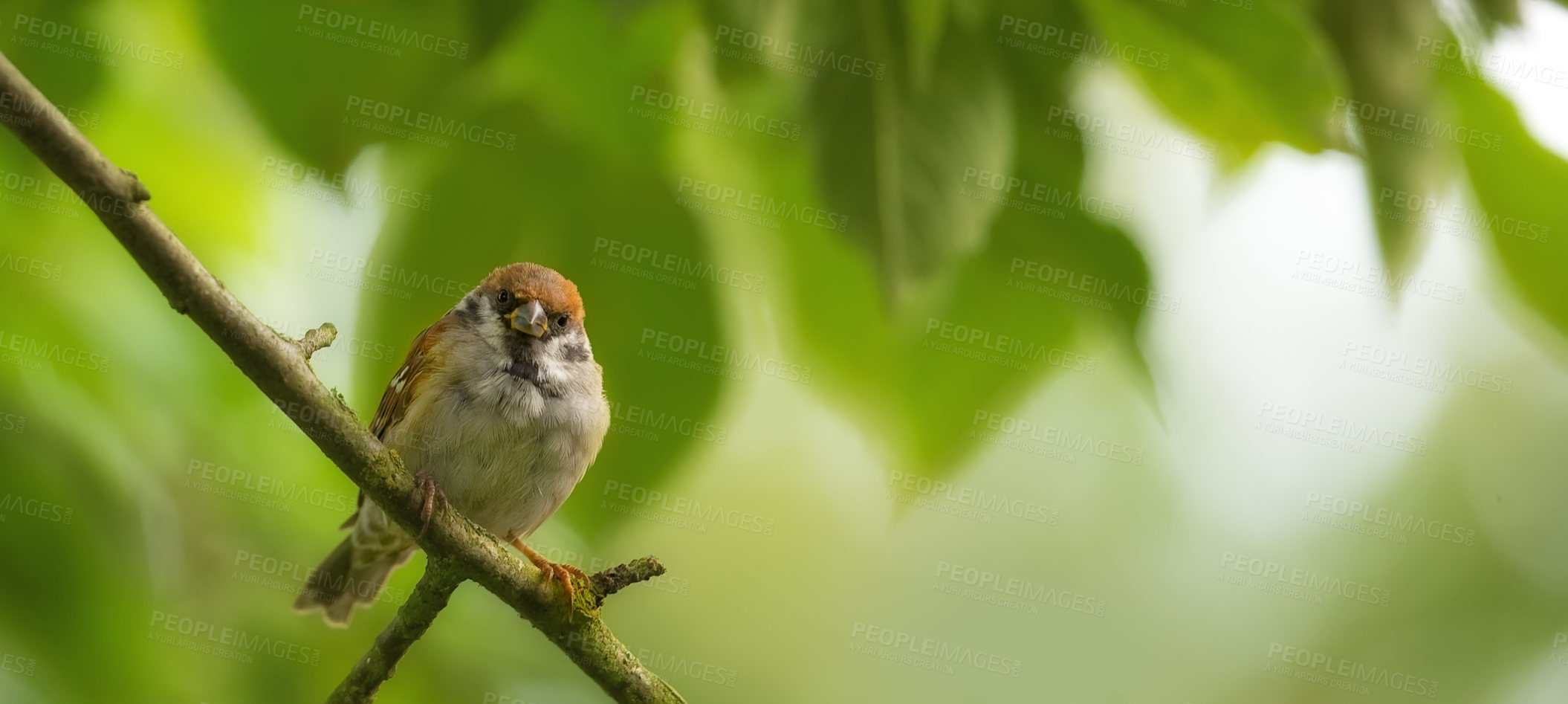 Buy stock photo A telephoto of a beautiful sparrow in my garden