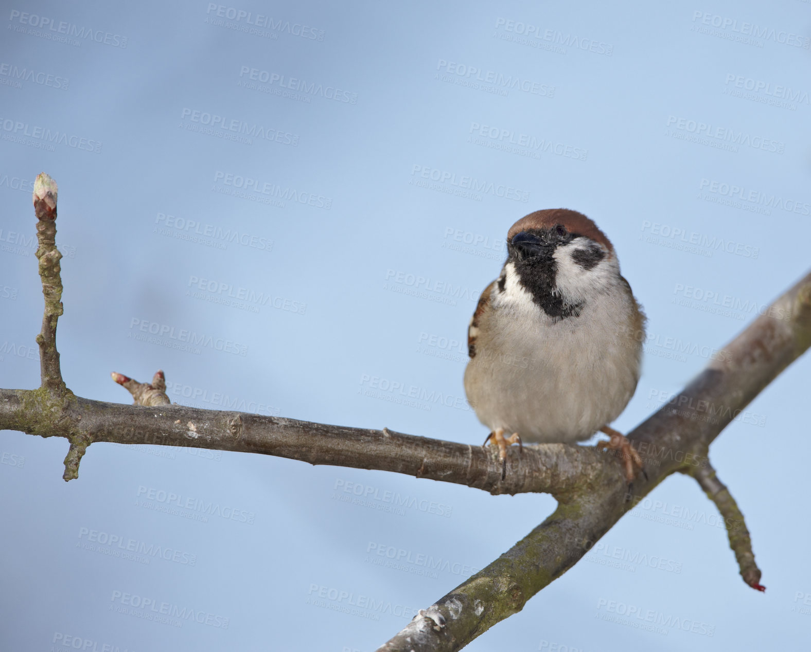 Buy stock photo A telephoto of a beautiful sparrow in my garden