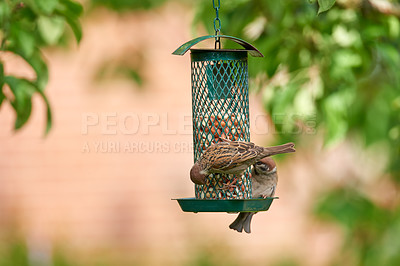 Buy stock photo A telephoto of a beautiful sparrow in my garden