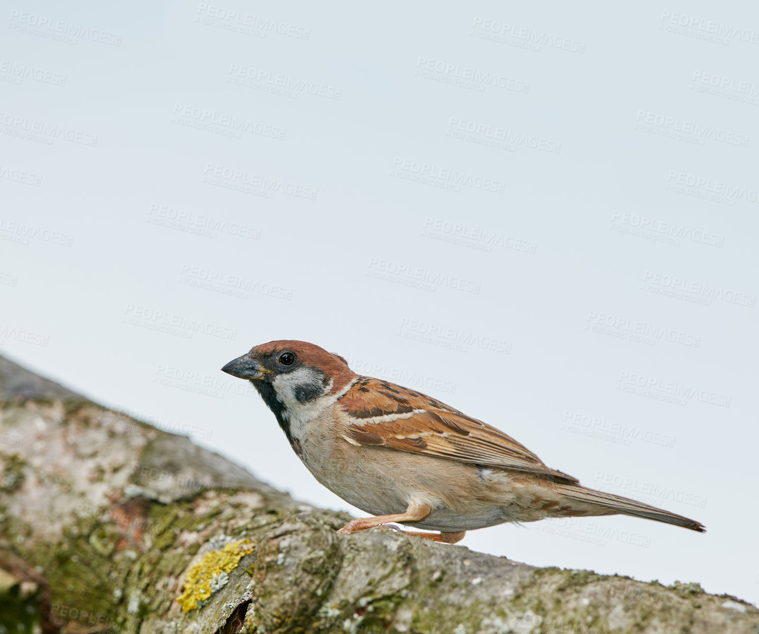 Buy stock photo A telephoto of a beautiful sparrow in my garden