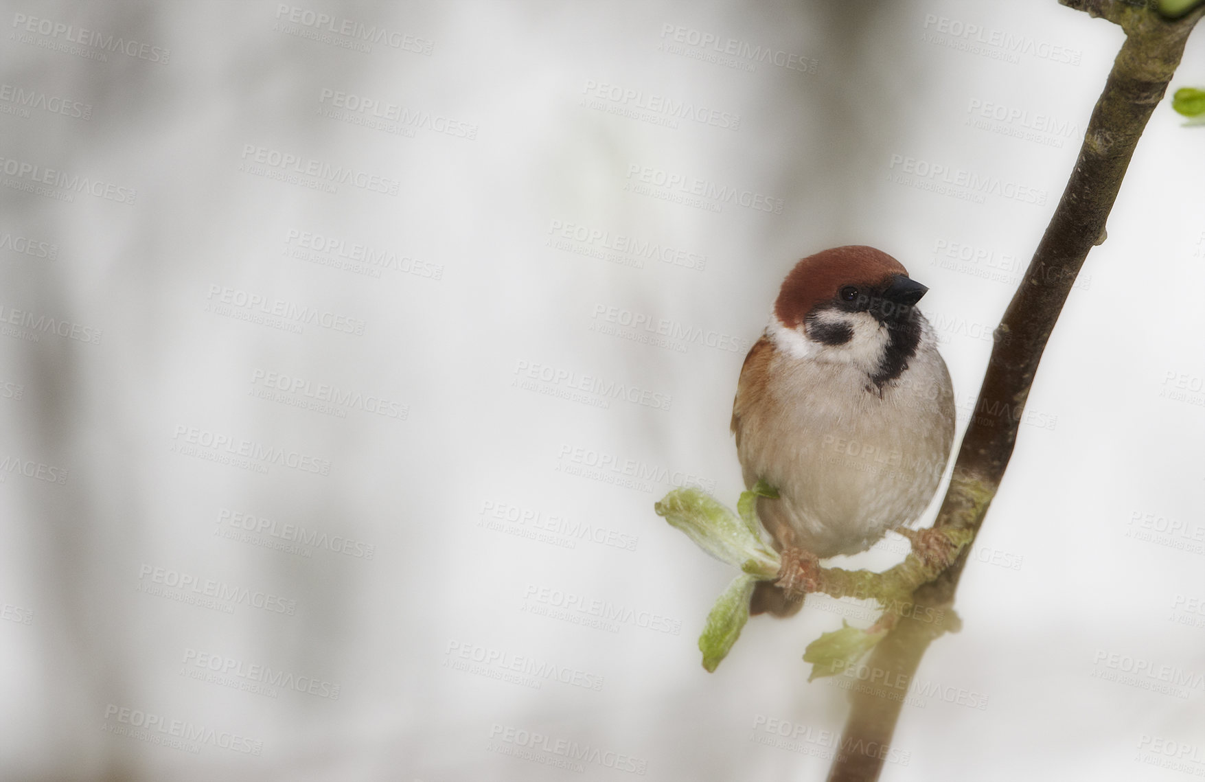 Buy stock photo A telephoto of a beautiful sparrow in my garden