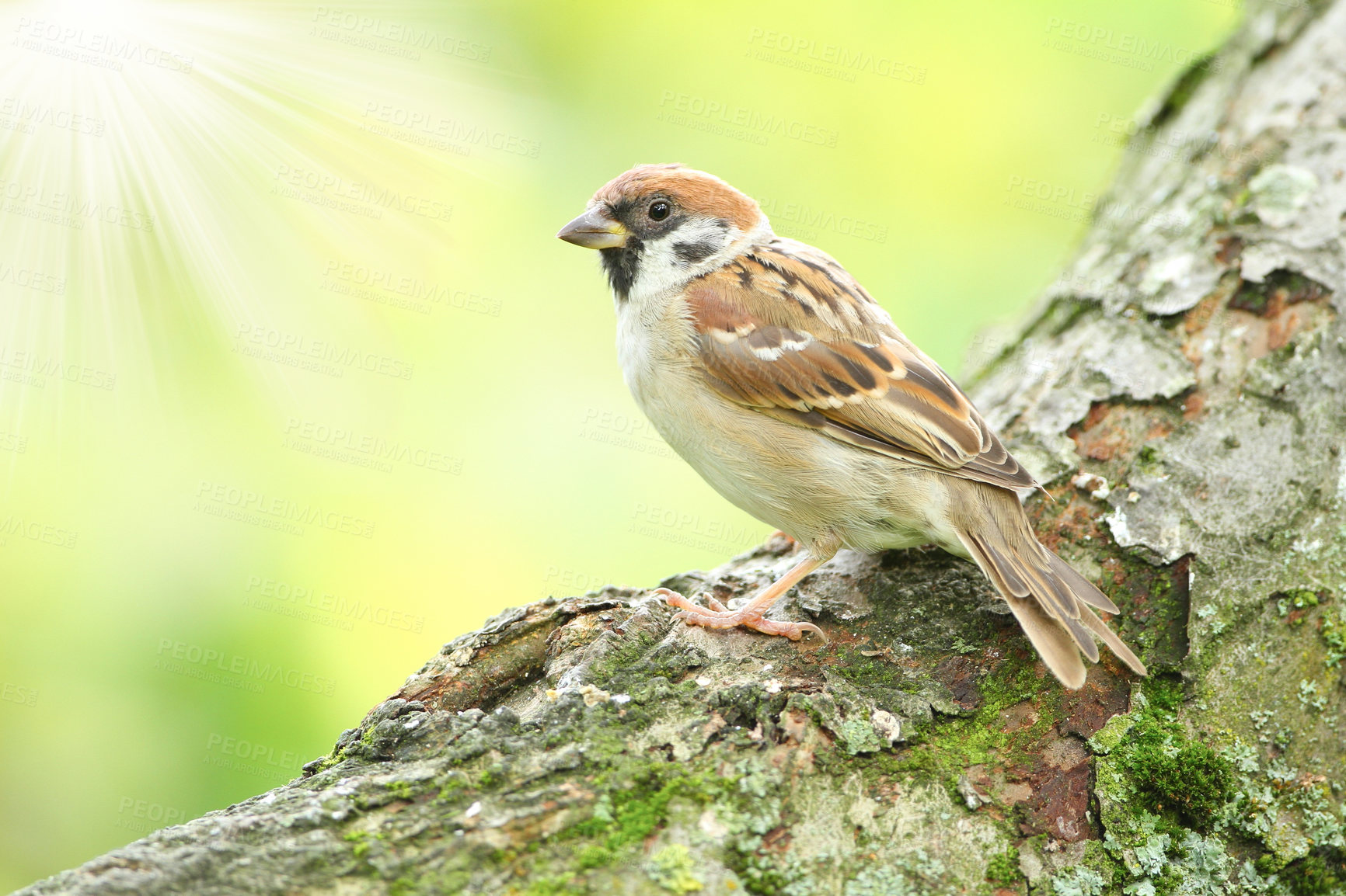 Buy stock photo A telephoto of a beautiful sparrow in my garden