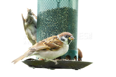 Buy stock photo A telephoto of a beautiful sparrow in my garden