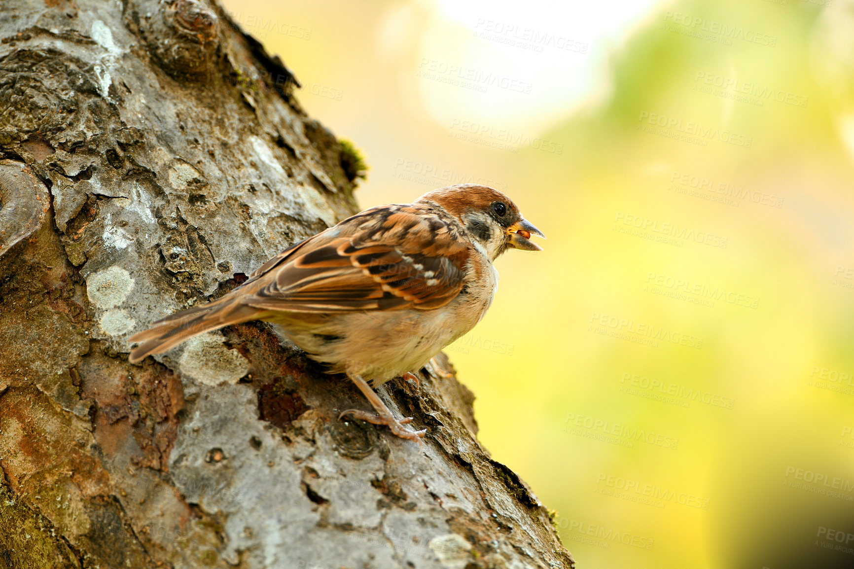 Buy stock photo A telephoto of a beautiful sparrow in my garden