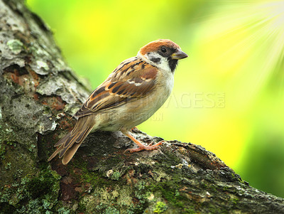 Buy stock photo A telephoto of a beautiful sparrow in my garden