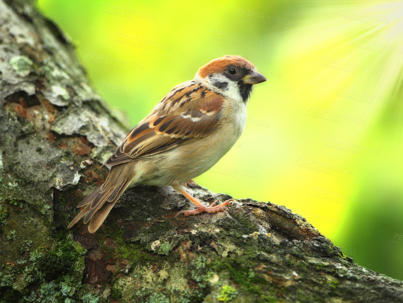 Buy stock photo A telephoto of a beautiful sparrow in my garden