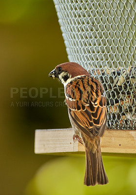 Buy stock photo A telephoto of a beautiful sparrow in my garden