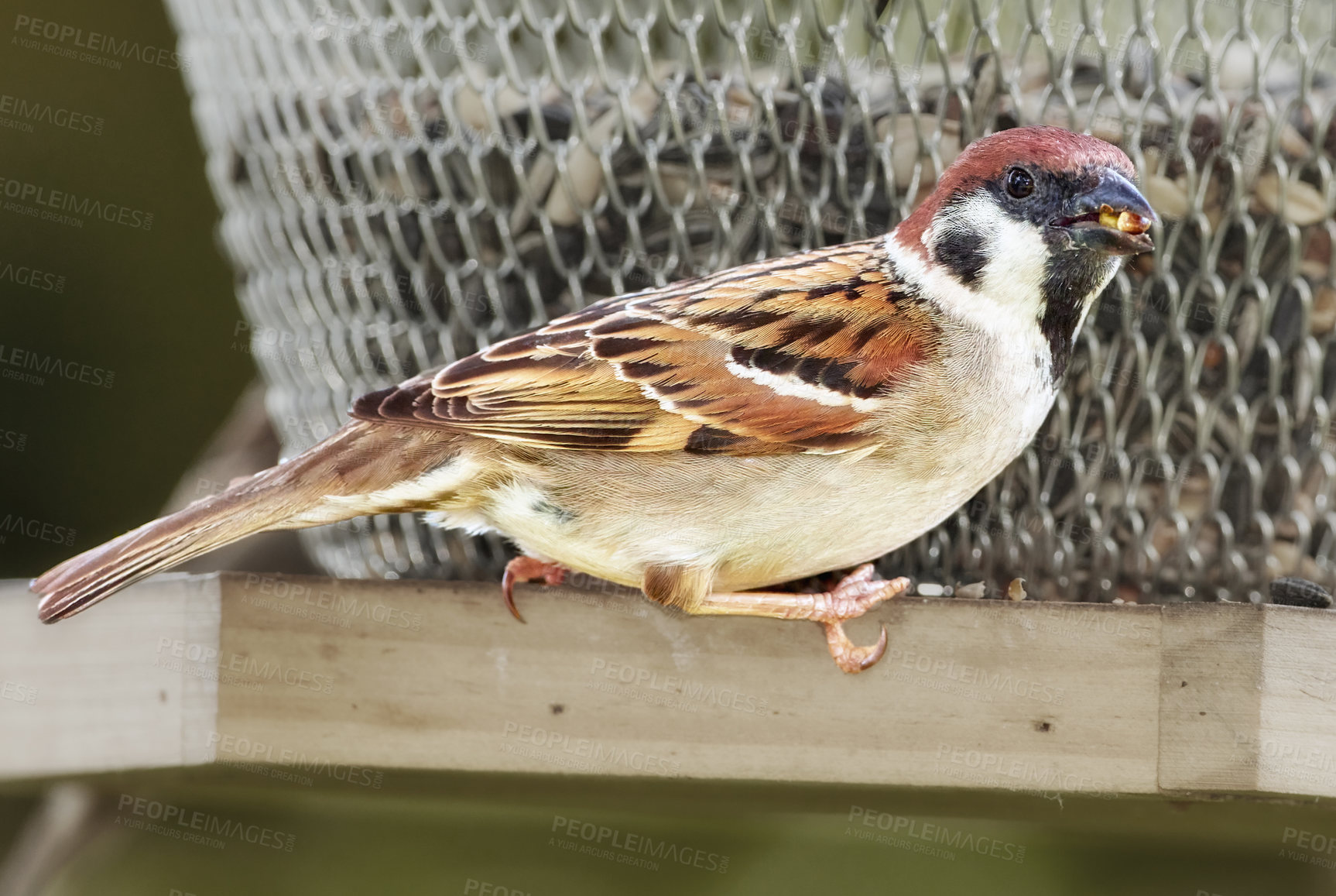 Buy stock photo A telephoto of a beautiful sparrow in my garden