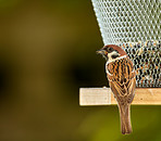 Sparrows in my garden