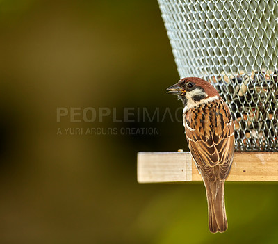 Buy stock photo A telephoto of a beautiful sparrow in my garden