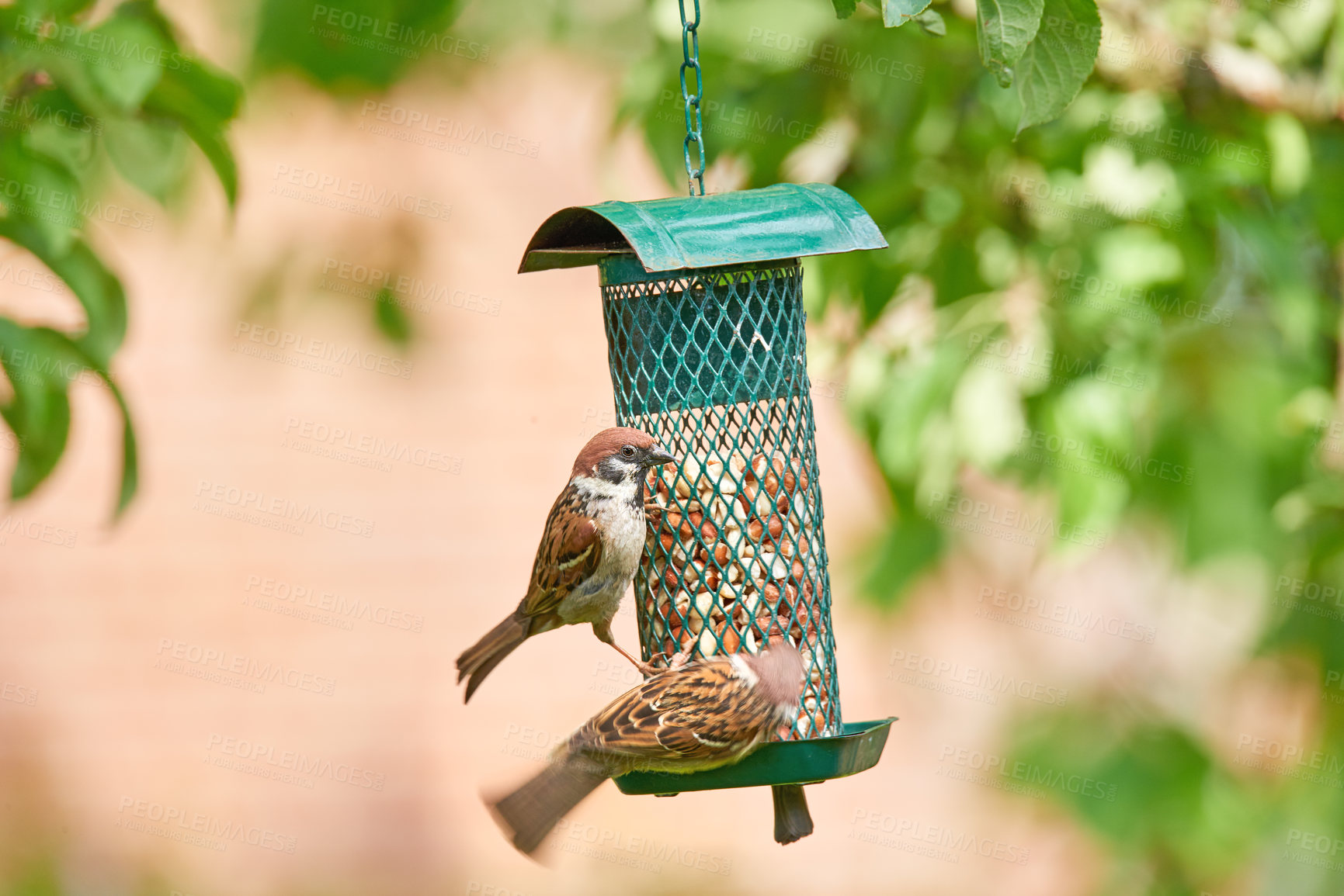 Buy stock photo A telephoto of a beautiful sparrow in my garden