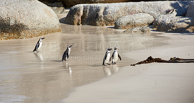 Buy stock photo Group of black footed penguins at Boulders Beach, South Africa waddling on a sandy wet shore. Colony of cute, endangered jackass or cape penguins from the spheniscus demersus species. 