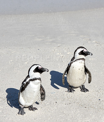 Buy stock photo Two black footed African penguins standing on a sandy beach in a breeding colony and coast conservation reserve. Cute endangered waterbirds, aquatic sea and ocean wildlife, protected for tourism 