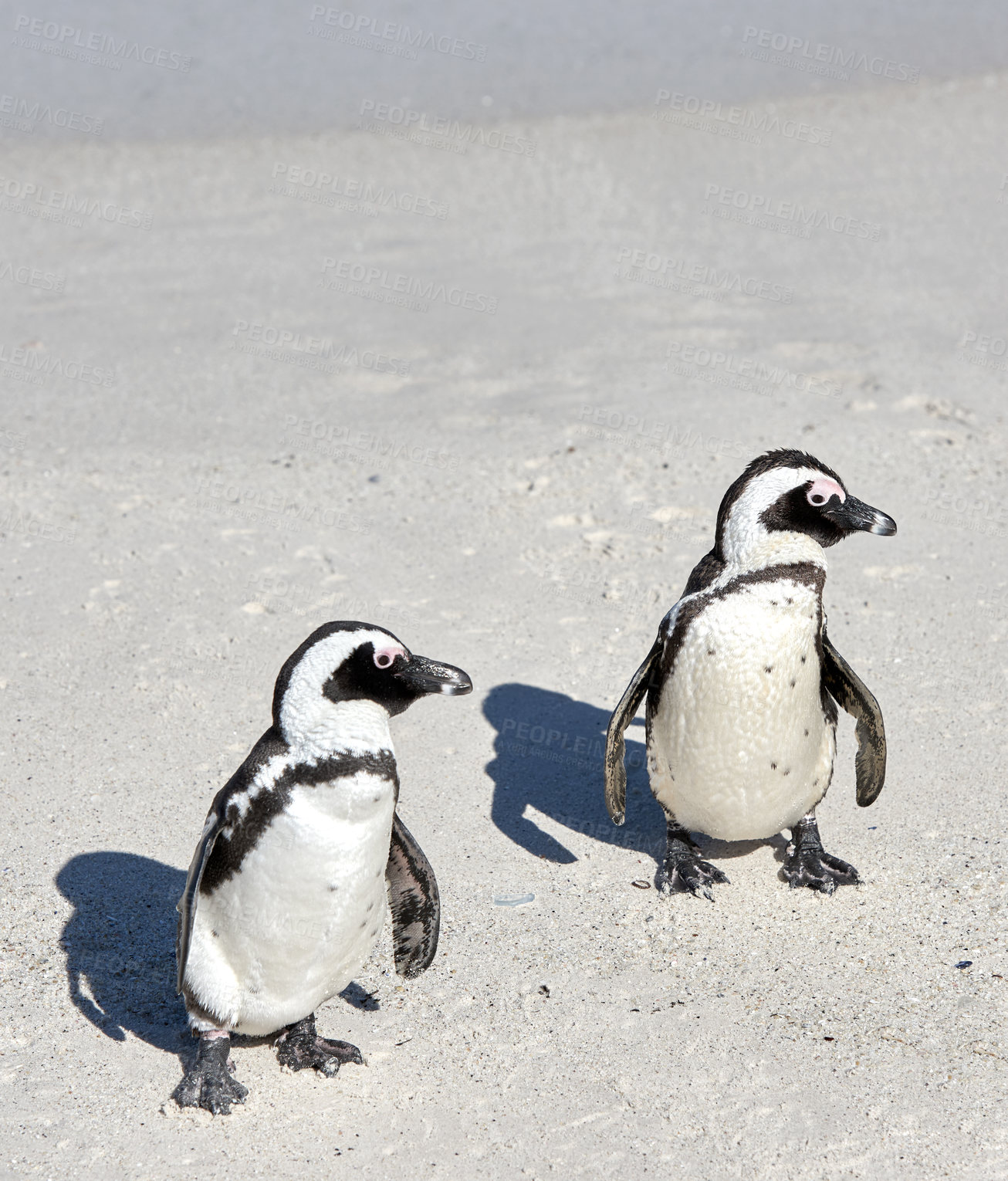 Buy stock photo Two black footed African penguins standing on a sandy beach in a breeding colony and coast conservation reserve. Cute endangered waterbirds, aquatic sea and ocean wildlife, protected for tourism 