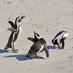  Penguins