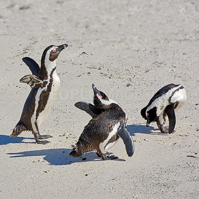 Buy stock photo Penguins at Boulders Beach in South Africa. Birds playing and walking on the sand on a secluded and empty beach. Animals on a remote and secluded popular tourist seaside attraction in Cape Town