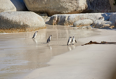 Buy stock photo Group of penguins in shallow sea water with copy space. Landscape of a colony of endangered flightless birds, black footed or Cape penguin species at a sandy Boulders Beach in Cape Town, South Africa