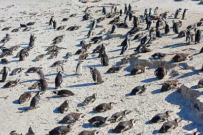 Buy stock photo Black-footed penguin at Boulders Beach,  South Africa