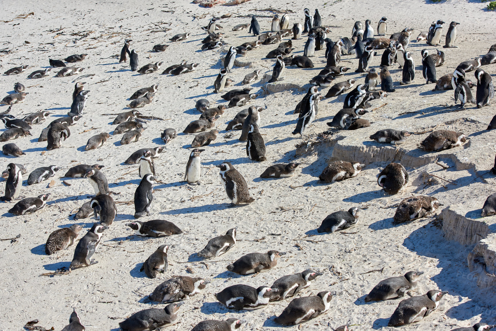 Buy stock photo Black-footed penguin at Boulders Beach,  South Africa