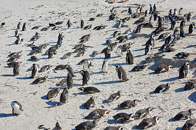 Buy stock photo Black-footed penguin at Boulders Beach,  South Africa