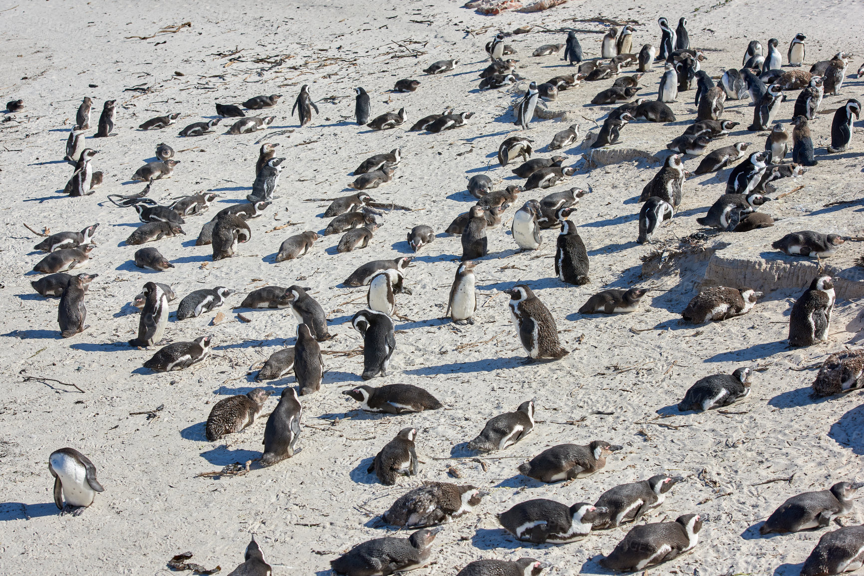 Buy stock photo Black-footed penguin at Boulders Beach,  South Africa