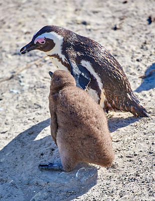 Buy stock photo Black-footed penguin at Boulders Beach,  South Africa