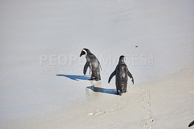 Buy stock photo Black-footed penguin at Boulders Beach,  South Africa