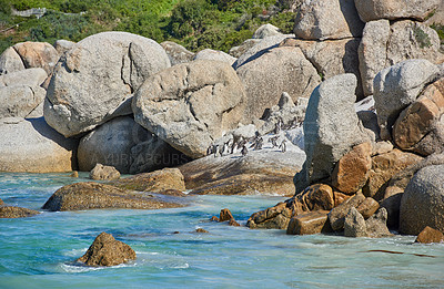 Buy stock photo Penguins at Boulders Beach in South Africa. Birds enjoying and playing on the rocks on an empty seaside beach. Animals on a remote and secluded popular tourist attraction destination in Cape Town