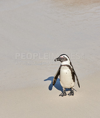 Buy stock photo Black footed penguin at Boulders Beach, Cape Town, South Africa with copy space on a sandy shore. One cute, endangered jackass or cape penguin from the spheniscus demersus species. 
