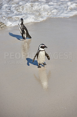 Buy stock photo Black-footed penguin at Boulders Beach,  South Africa