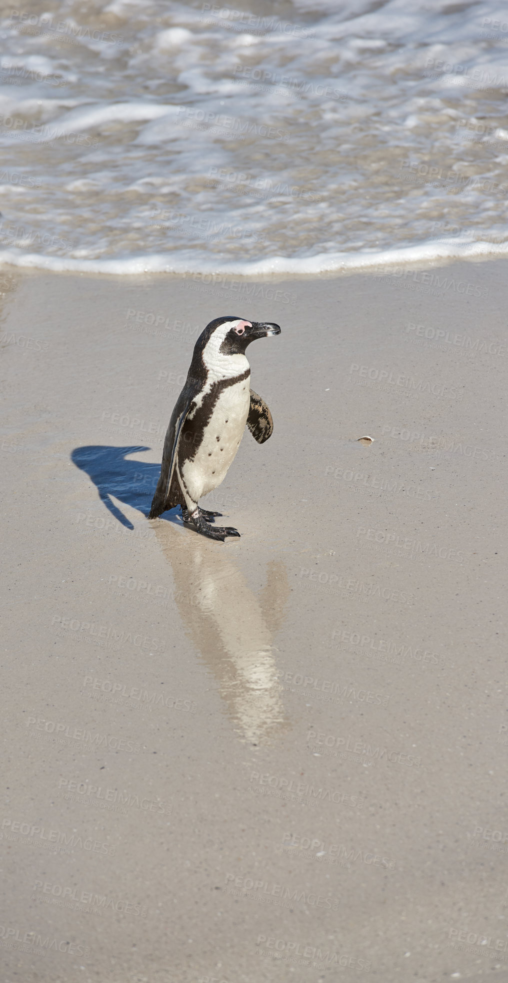 Buy stock photo One little black footed penguin at Boulders Beach, South Africa on a sunny summer day. An arctic animal walking on the ocean shore during spring. An aquatic bird running on the sea sand