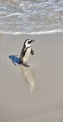 Buy stock photo One little black footed penguin at Boulders Beach, South Africa on a sunny summer day. An arctic animal walking on the ocean shore during spring. An aquatic bird running on the sea sand