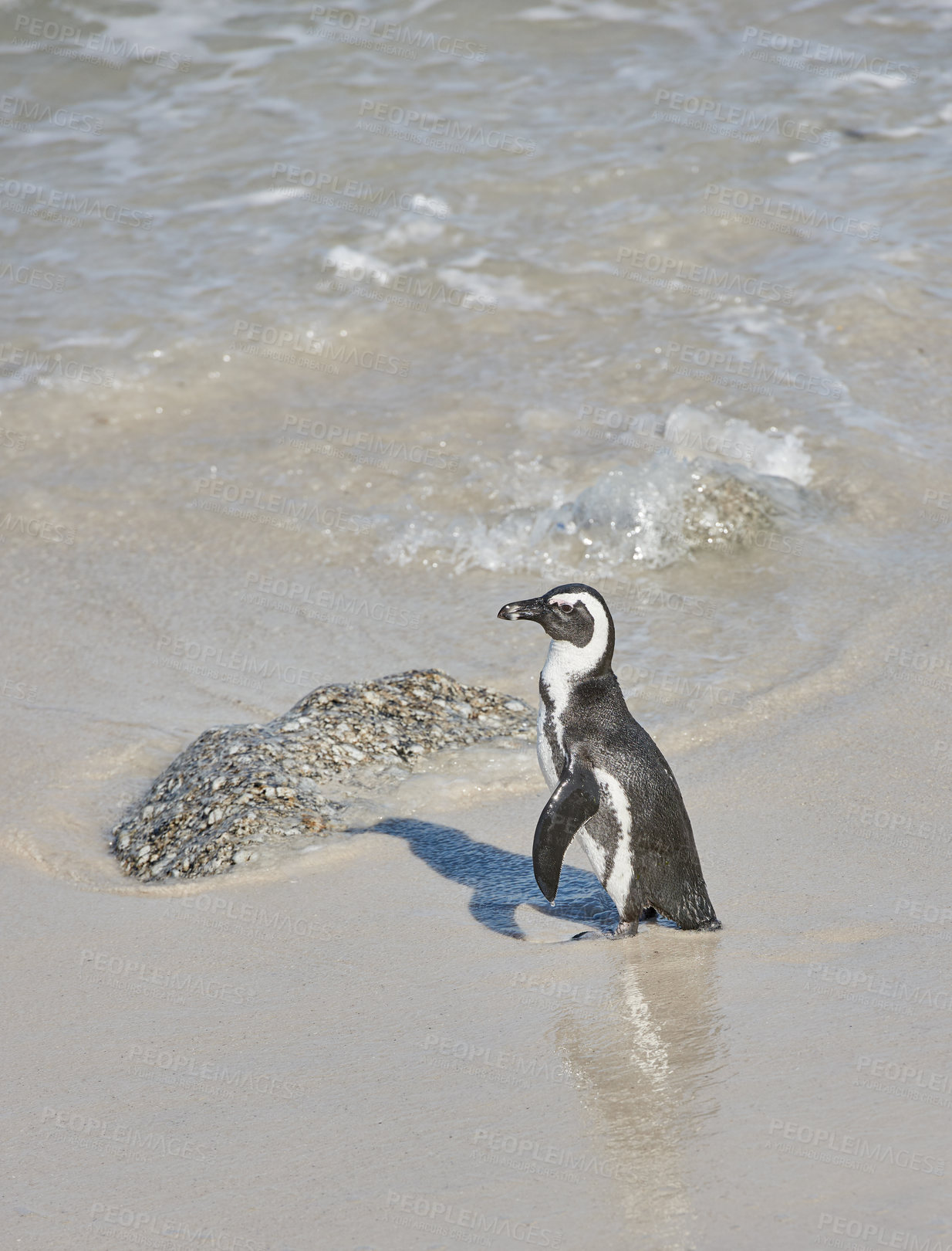 Buy stock photo A penguin standing in shallow sea water. One flightless bird on a beach in its natural habitat. An endangered black footed or Cape penguin species at a sandy Boulders Beach in Cape Town, South Africa