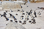  Penguins