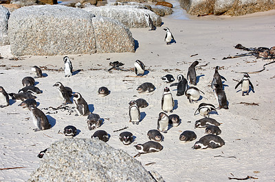 Buy stock photo Group of penguins sunbathing near boulders. Flightless birds in their natural habitat. Colony of endangered black footed or Cape penguin species at sandy Boulders Beach in Cape Town, South Africa
