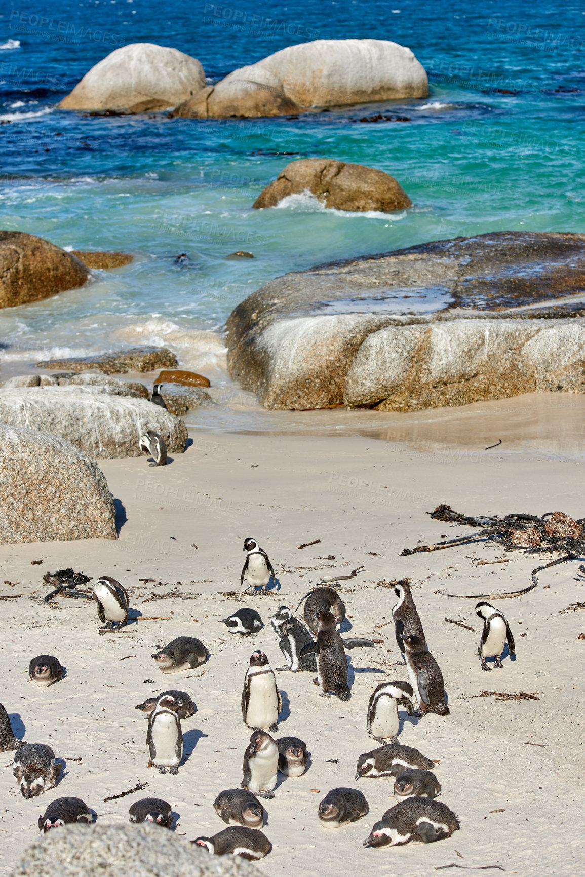 Buy stock photo Black footed African penguin colony on Boulders Beach breeding coast and conservation wildlife reserve in South Africa. Group of protected, endangered, aquatic sea and ocean waterbirds for tourism