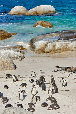 Buy stock photo Black footed African penguin colony on Boulders Beach breeding coast and conservation wildlife reserve in South Africa. Group of protected, endangered, aquatic sea and ocean waterbirds for tourism