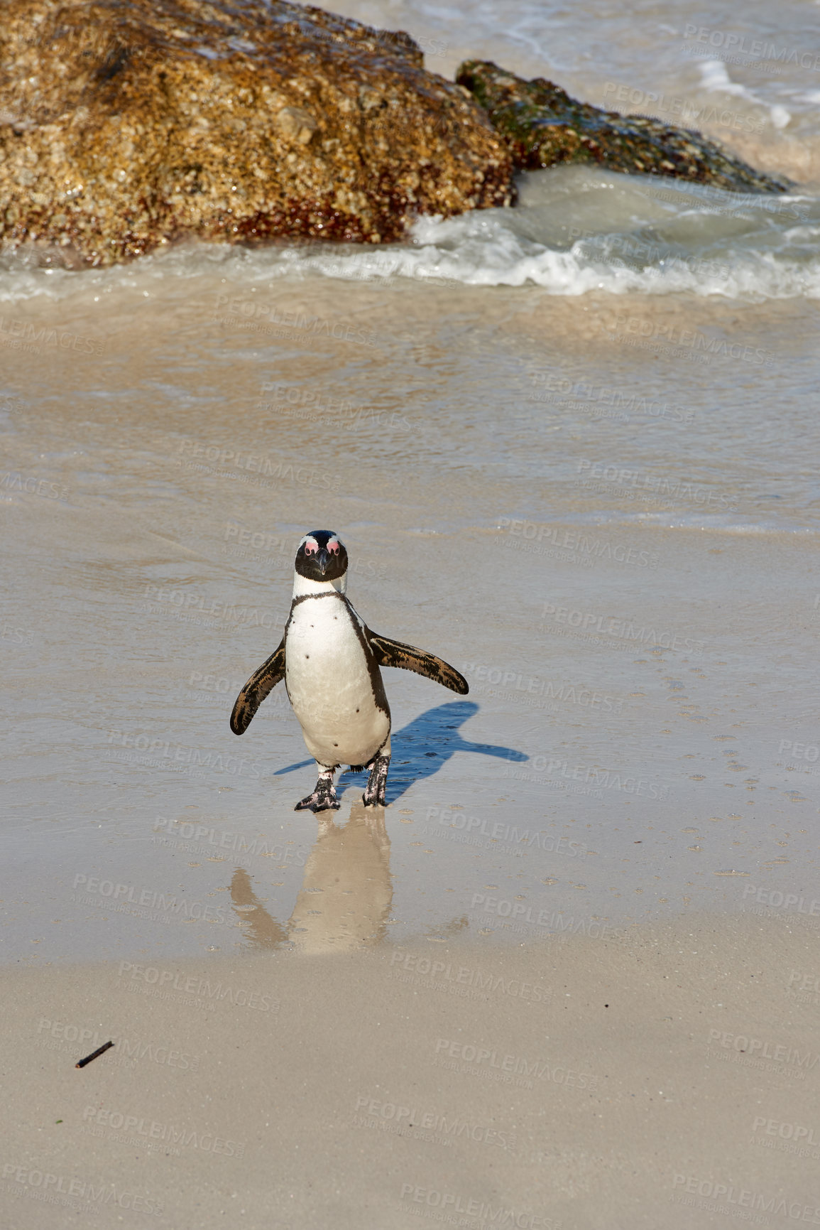 Buy stock photo Portrait of a penguin standing in shallow sea water with copy space. One flightless and endangered black footed or Cape penguin species at a sandy Boulders Beach in Cape Town, South Africa